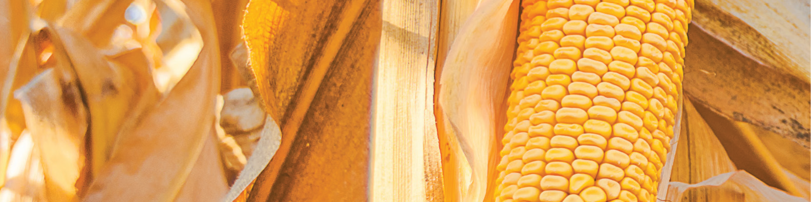 harvest corn